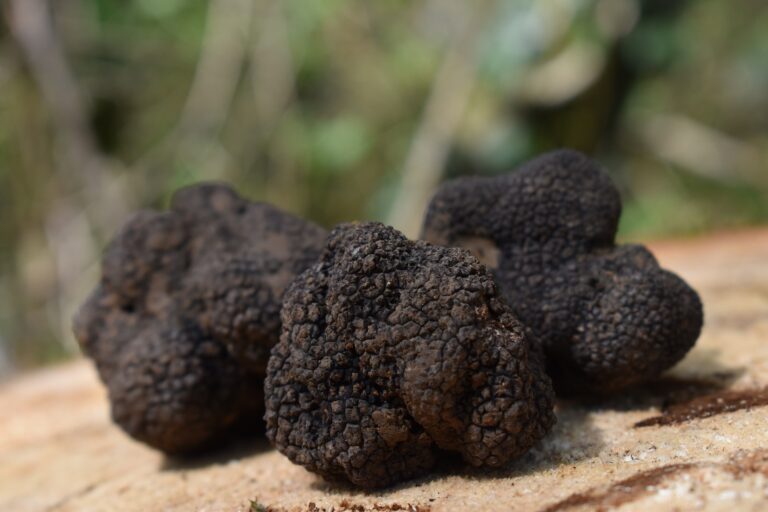Снимка на Fresh truffles